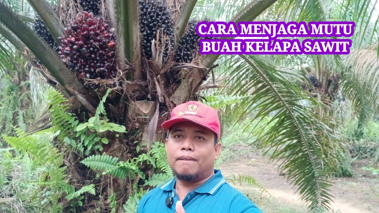 Cara menjaga mutuh buah kelapa sawit,dengan mengambil yang di tentukan