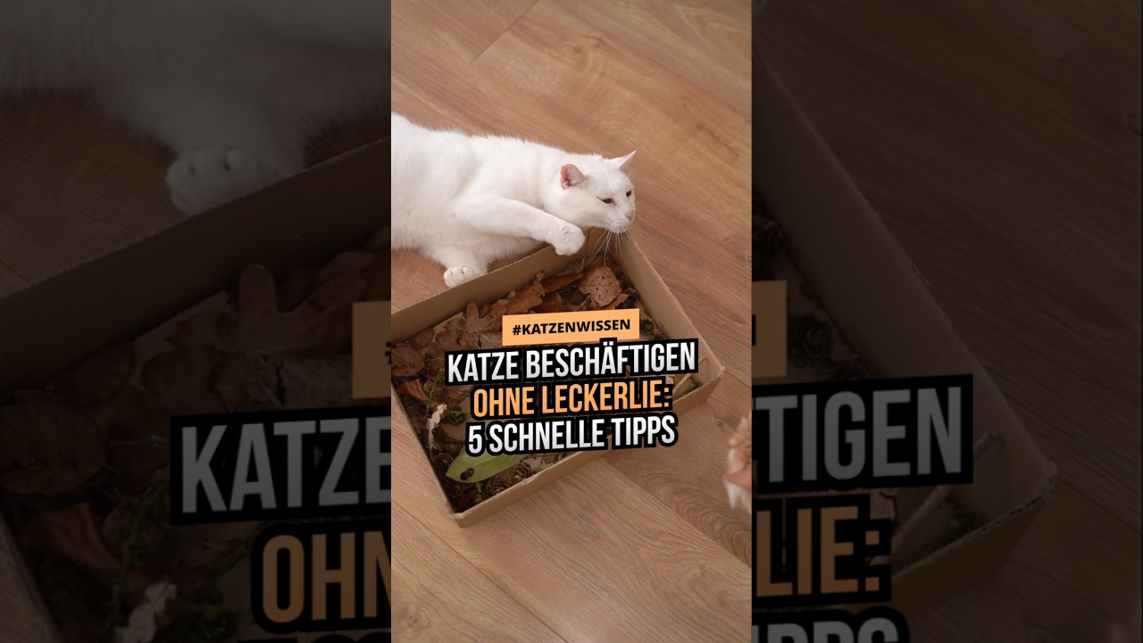 Katze besch&auml;ftigen OHNE Leckerlie! 5 schnelle & einfache Tipps #katze #cat #katzenliebe #catlover