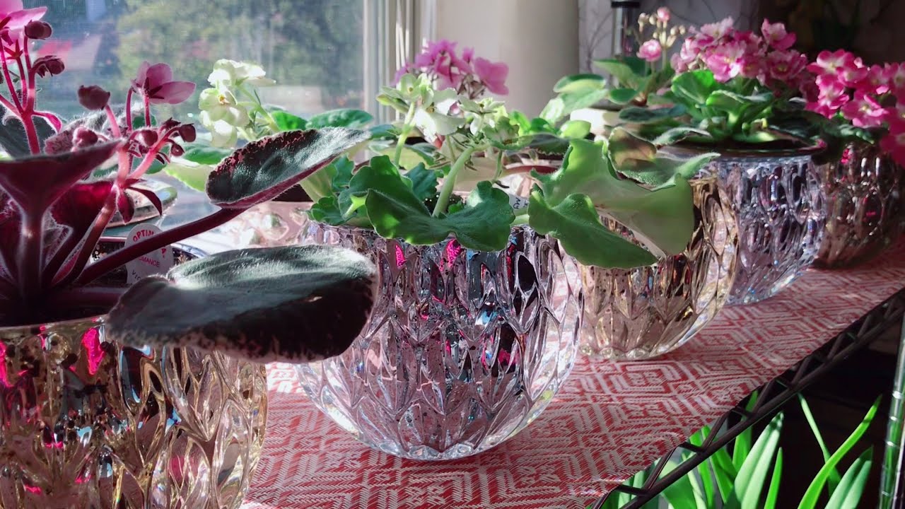 African violet 一个颜控，不仅要花美，盆也必须好看😁｜非洲堇｜非洲紫罗兰｜室内花卉｜