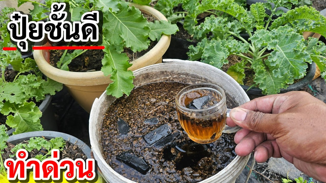 ใบเขียว ต้นอวบ ดินไม่แน่น ไม่มีสารเคมีทำด่วนเลยปุ๋ยชั้นดีปุ๋ยชั้นเลิศ 