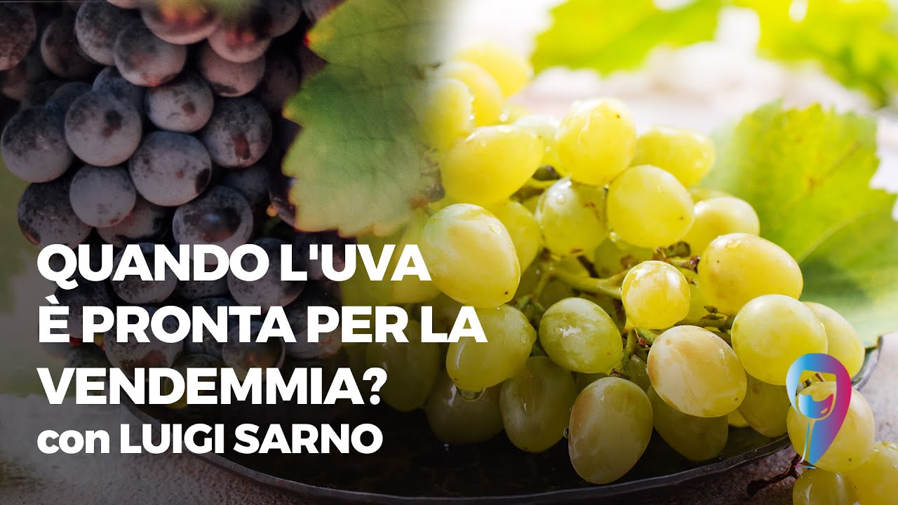 Quando l'uva è pronta per la vendemmia? (con Luigi Sarno)