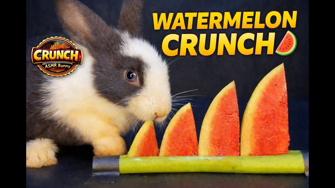 “EXTREME WATERMELON CRUNCH 🐰🍉 | Bunny ASMR Eating Sounds (No Talking)” | ASMR Bunny Eating