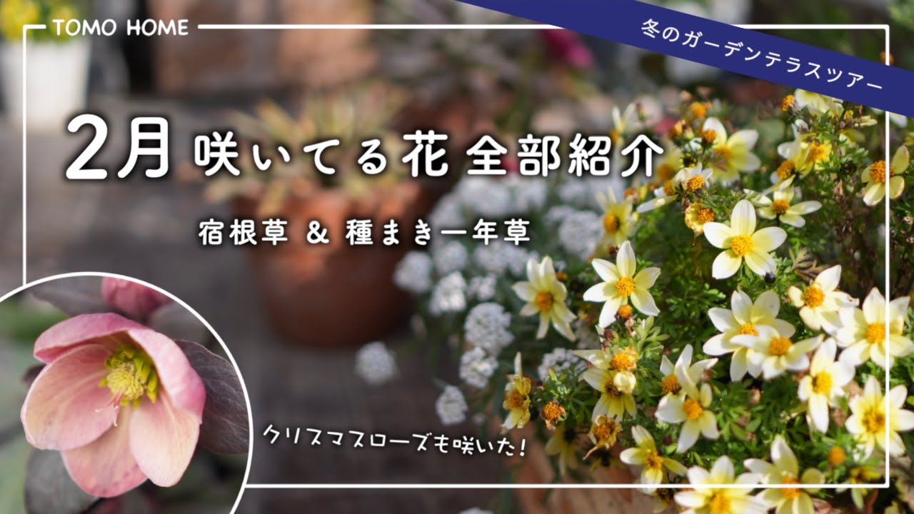 【オススメ品種】クリスマスローズや宿根草・寄せ植えの様子など全部紹介【種まき苗】