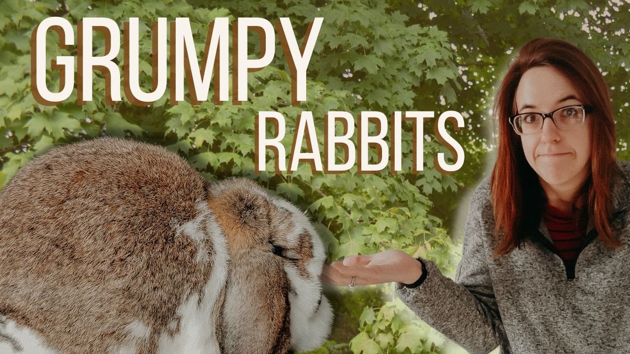 Can You Fix A Mean Rabbit?