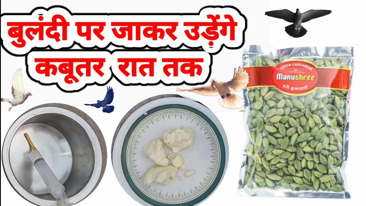 Aapke kabutar Aasman band hoge udayenge बहुत खतरनाक नूखशा है ये