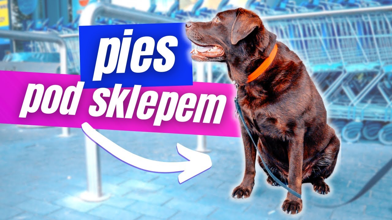 Pies pod sklepem - zostawiać czy nie?