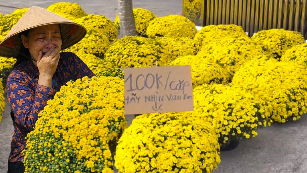 Nhà vườn cầu cứu khóc nức nở cầu cứu 55k/chậu, thương lái bỏ chạy ôm 10.000 chậu khóc ngất