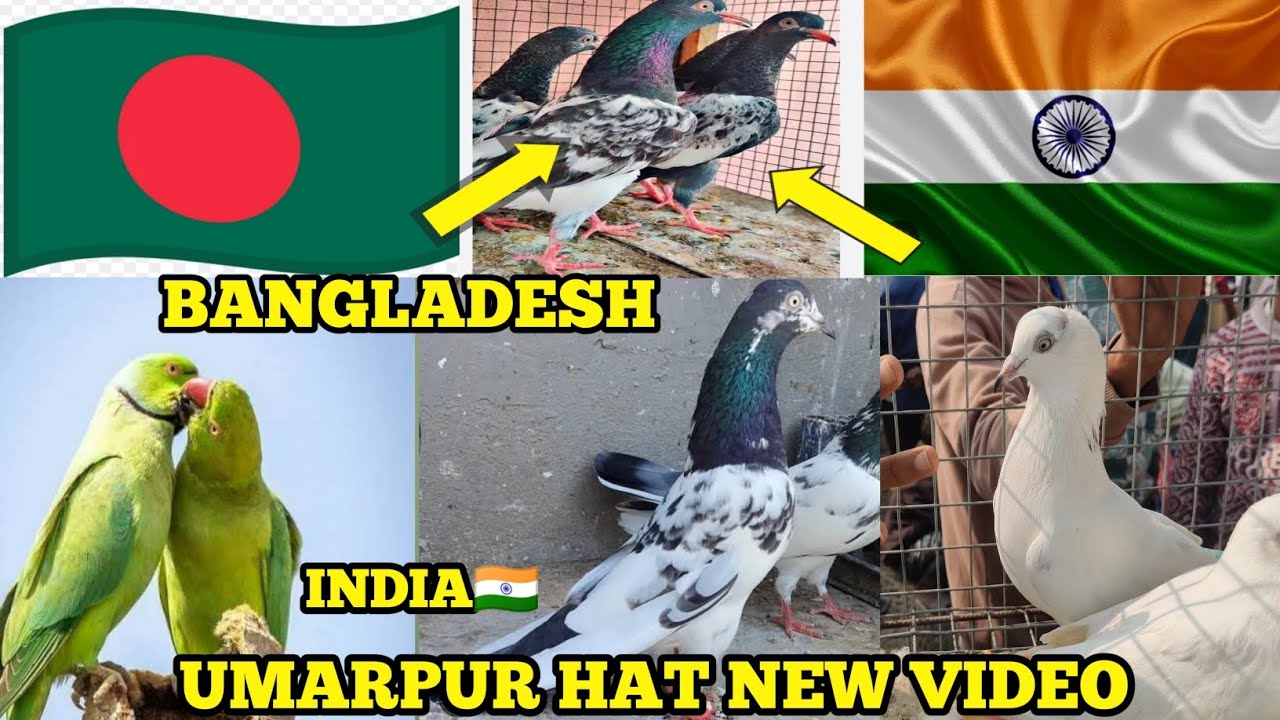 Bangladesh 🇧🇩 India 🇮🇳 UMARPUR hat free pigeon channel✅ Murshidabad pigeon O Birds umarpur hat teddy