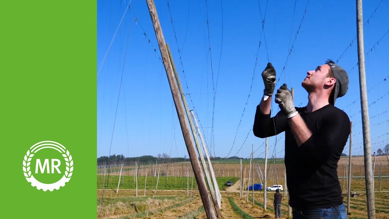 Hopfenanbau. So steckt man den Draht ein | www.daslandhilft.de