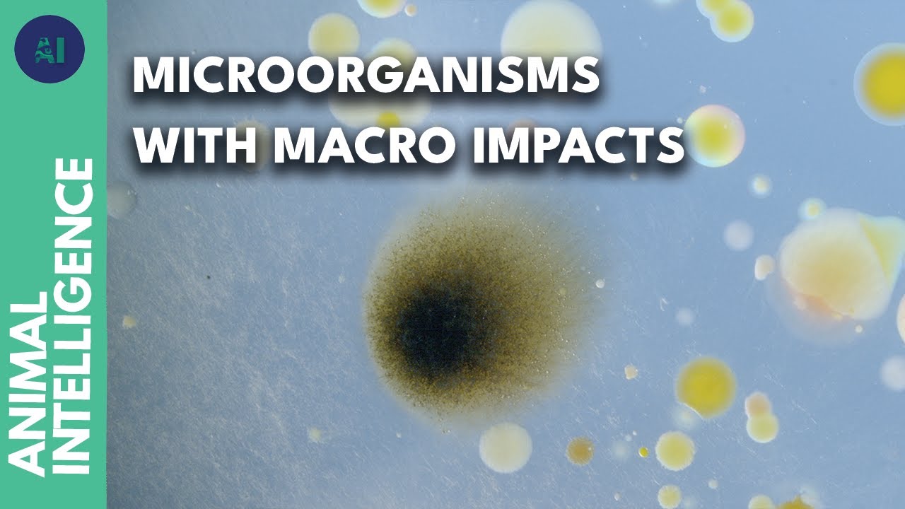 Why the bacteria in the air are so vital for us | AI