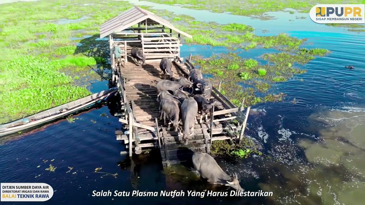 Kerbau Rawa | Amuntai, Kalimantan Selatan - Balai Teknik Rawa