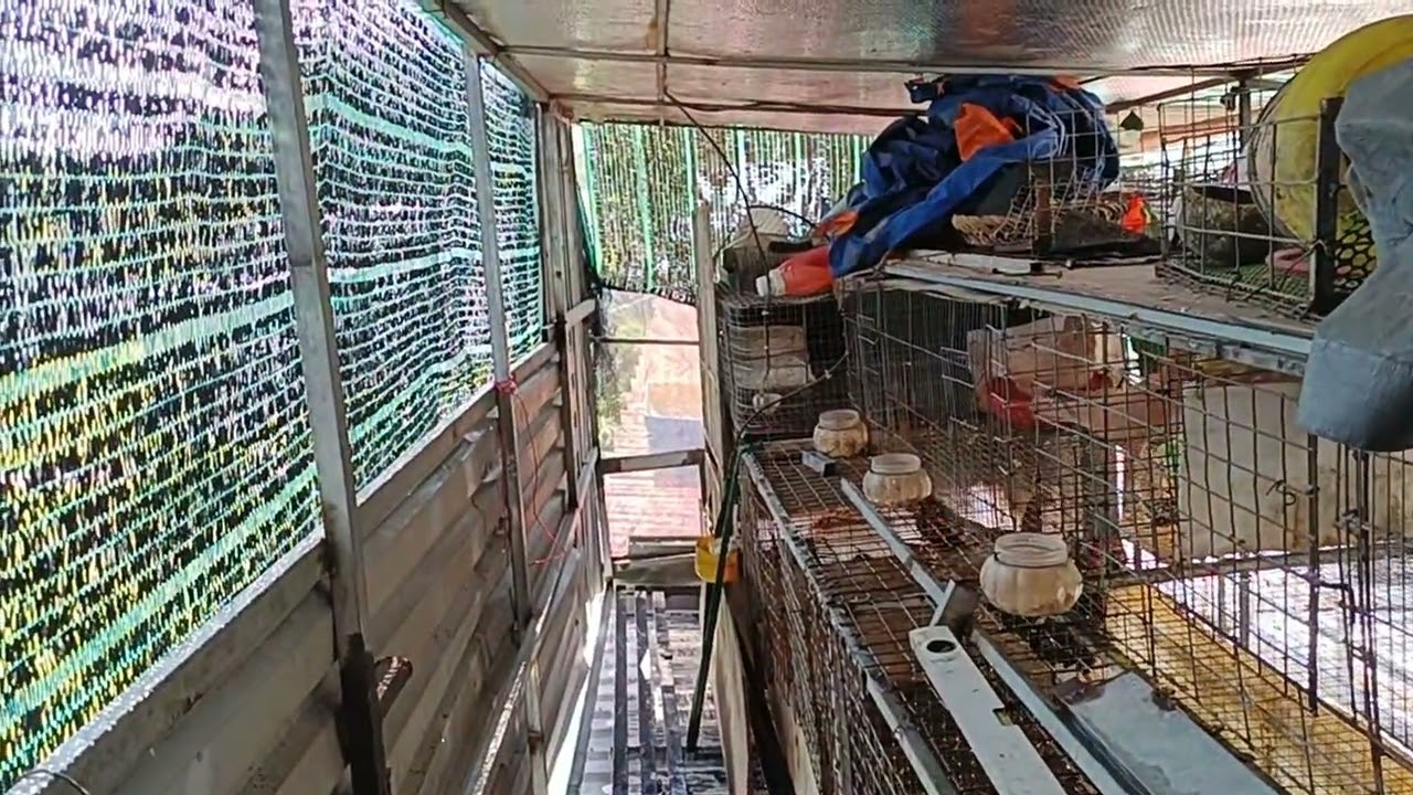 Nuôi Bồ câu trên mái tôn/ tole