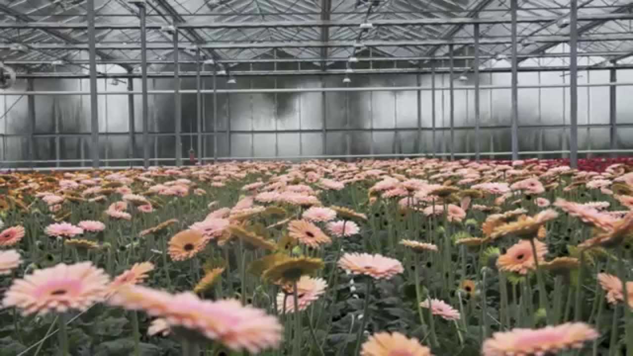 Gerbera Breeder in Holland - Skyline Flowers