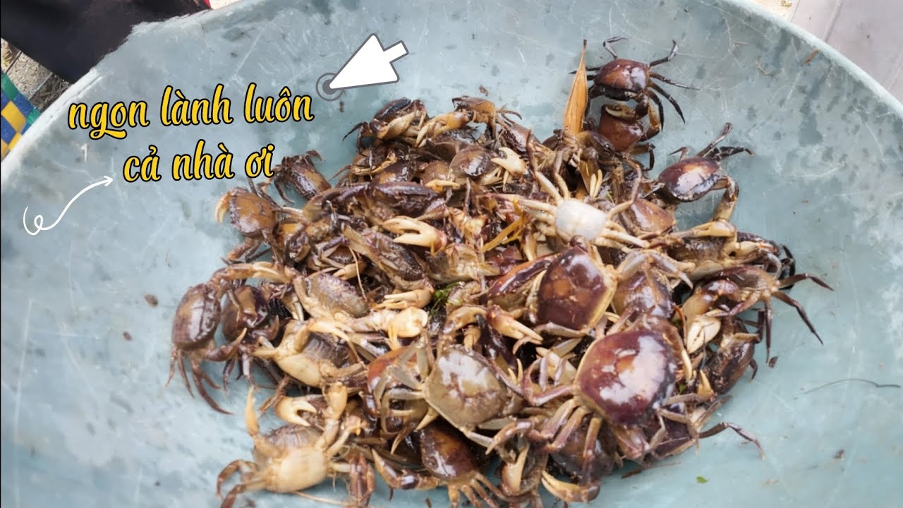 TẬP 4 HAI ANH EM ĐI ĐẶT LỜ CUA TRÊN SÔNG VÀ CÁI KẾT | VINH MIỀN TRUNG |