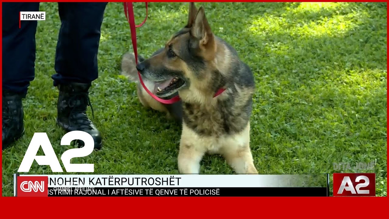 Trajnohen katërputroshët, demonstrimi rajonal i aftësive të qenve të policisë