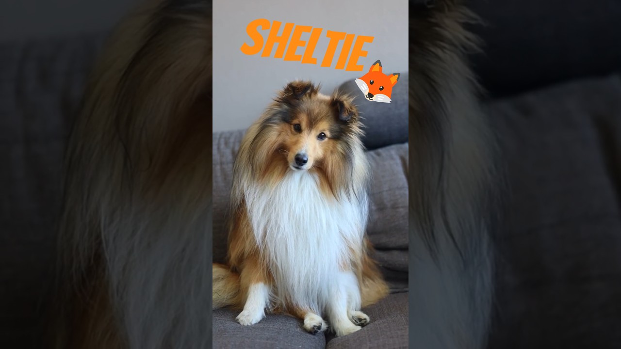 🦊💫shltie dog💫🦊 