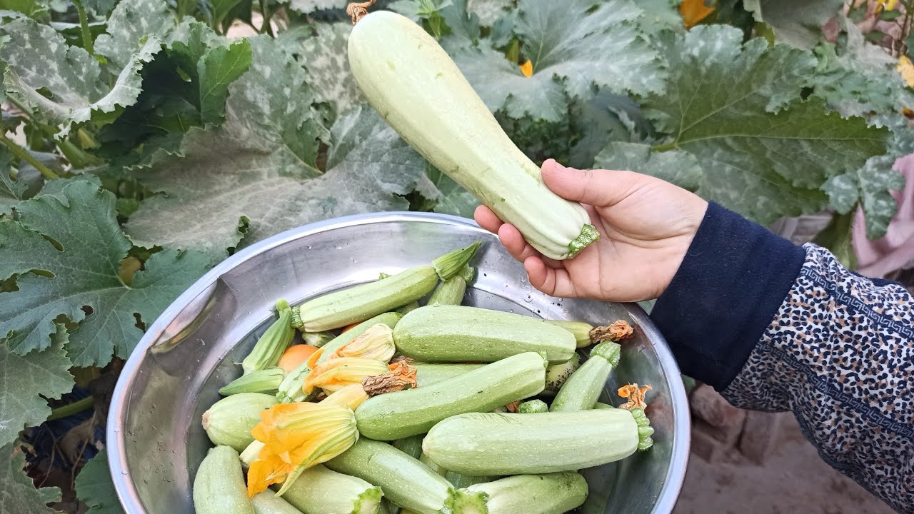 الزراعه على الاسطح و البلكونه وزراعة نبات الكوسه واستخدام النبات كنبات زينه