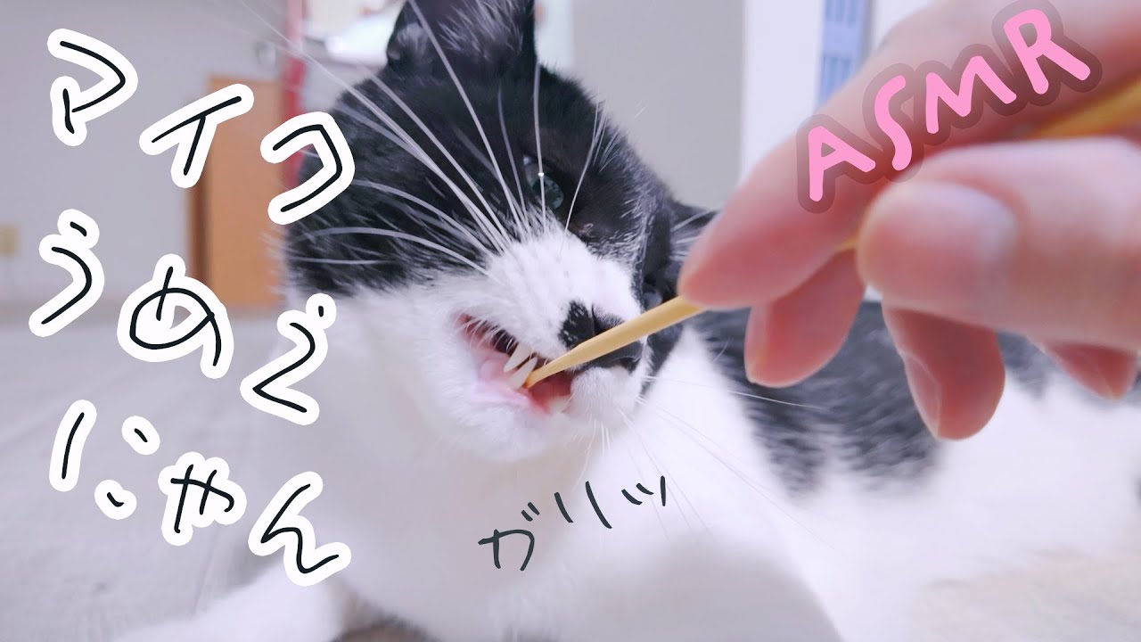 ASMR 保護猫のいる家で耳かき (睡眠用)