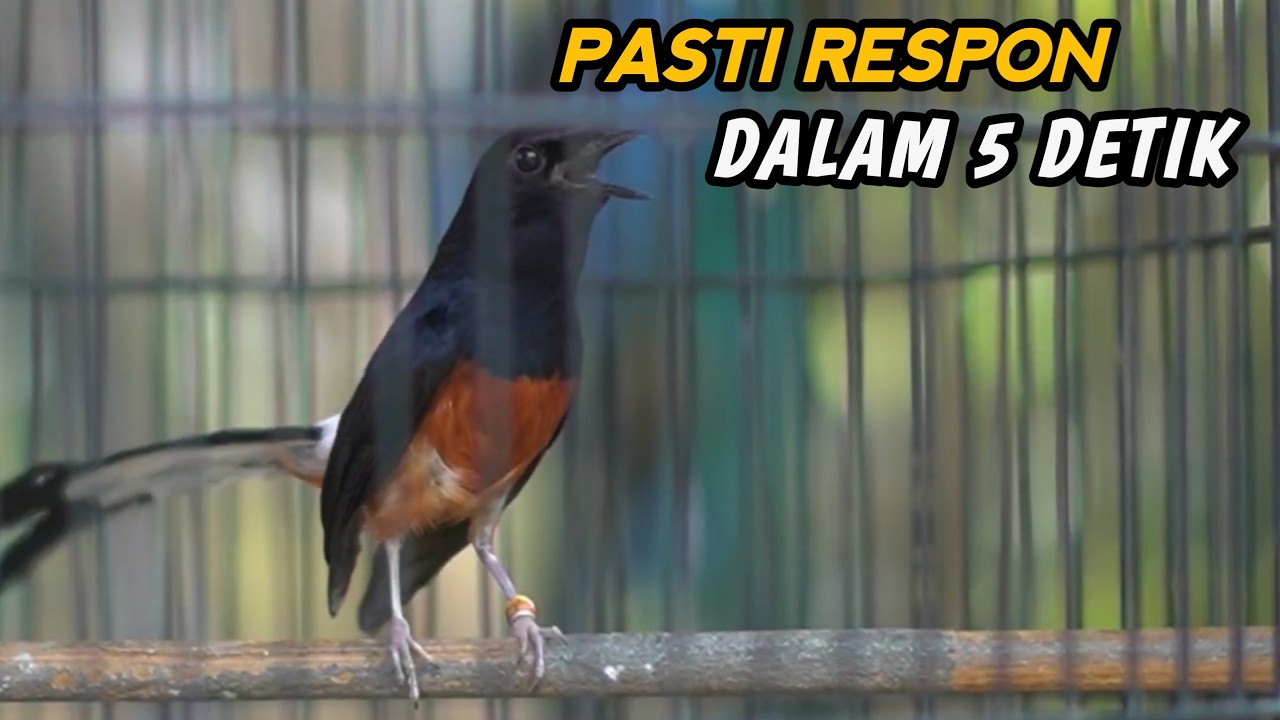 TEMBAKAN PENGGACOR MURAI BATU MACET FULL KRETEKAN‼️SEKALI DENGAR MURAI DISITU AUTO NGAMUK GACOR