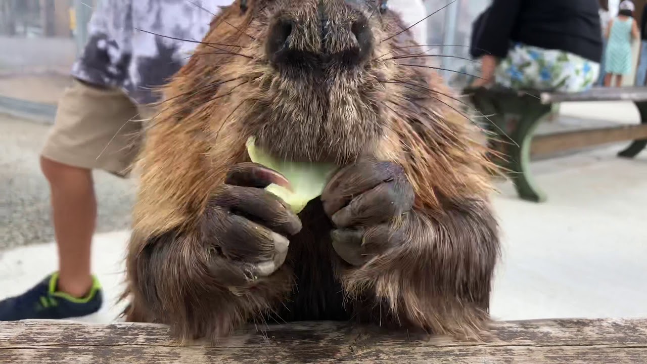 ムム キャベツの芯は好きじゃないムム　American Beaver MUMU Cabbage Beaver Cabbage