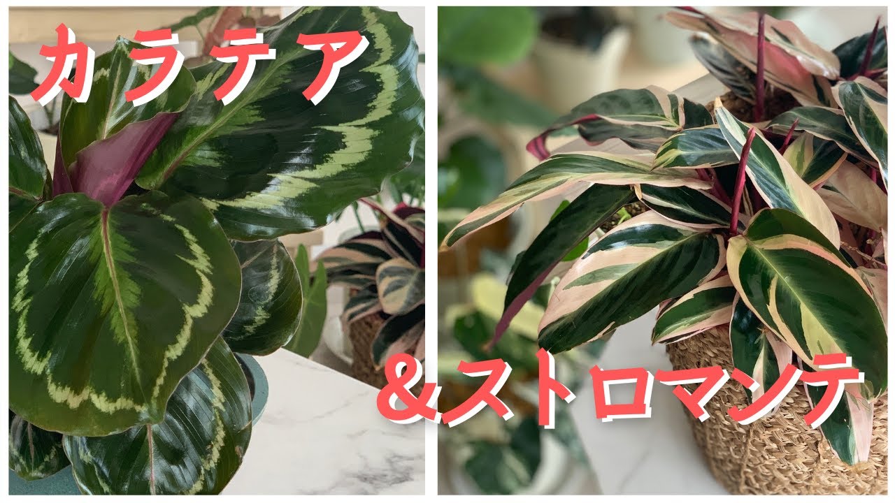 美しすぎる！カラテア&ストロマンテを紹介します！きれいな葉を保つ２つのコツもご紹介