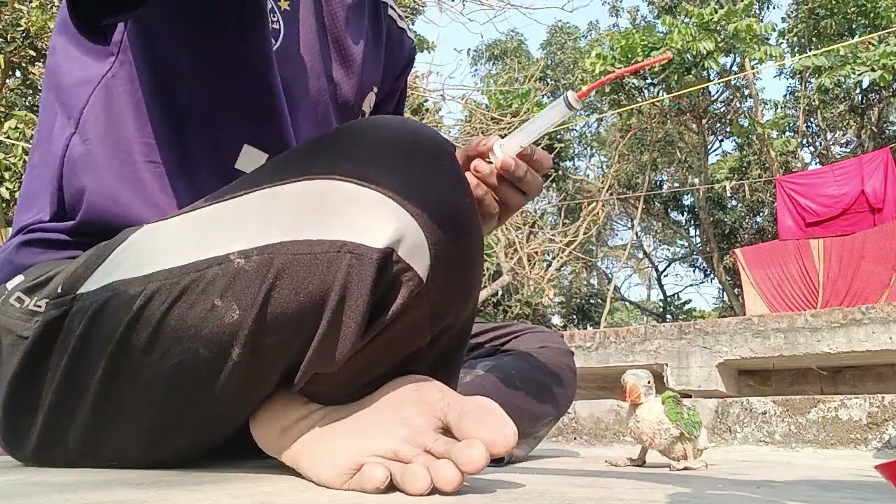 চন্দন টিয়া পাখি হ্যান্ড ফিটিং  🦜🙂