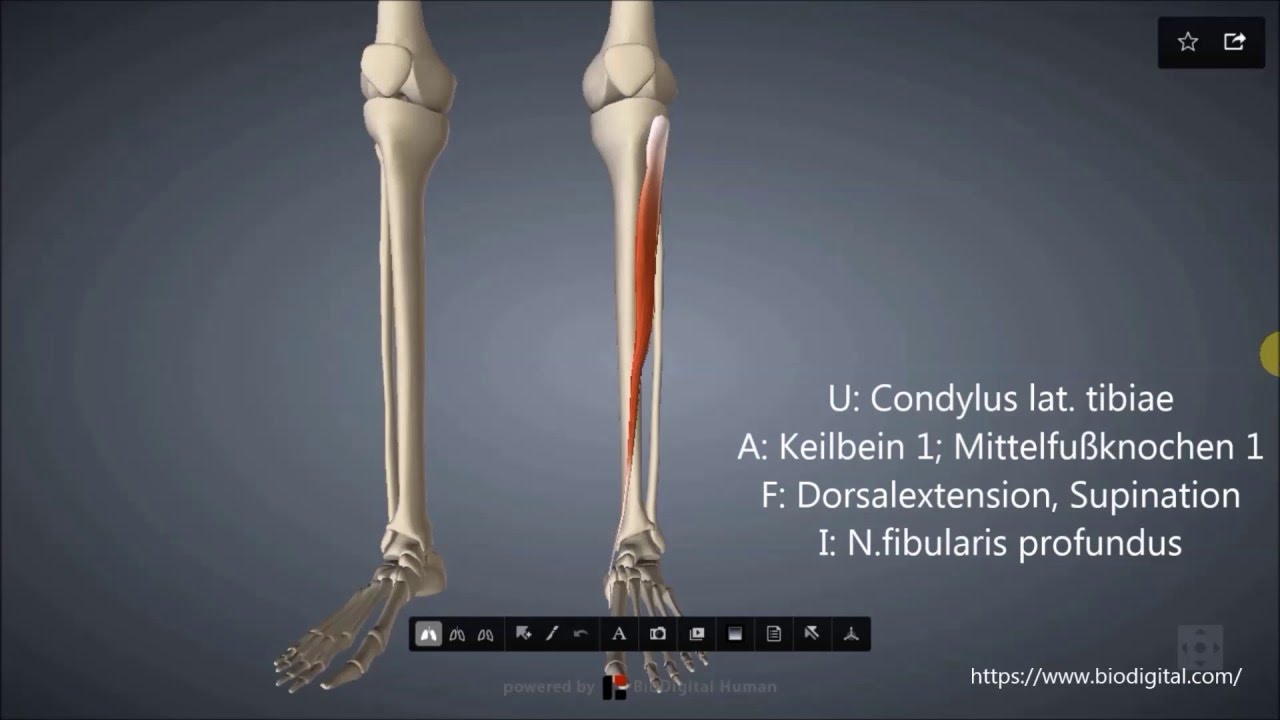 M. tibialis anterior