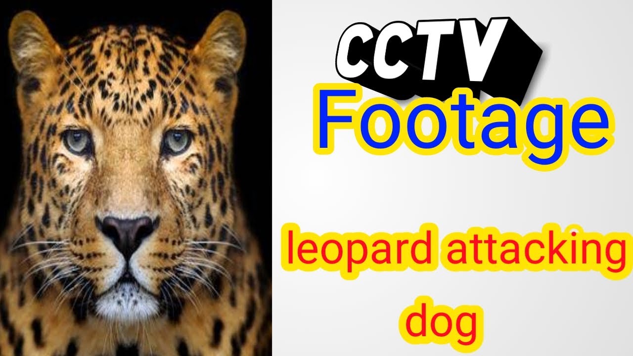 leopard attack dog cctv | dog survives leopard attack shimla