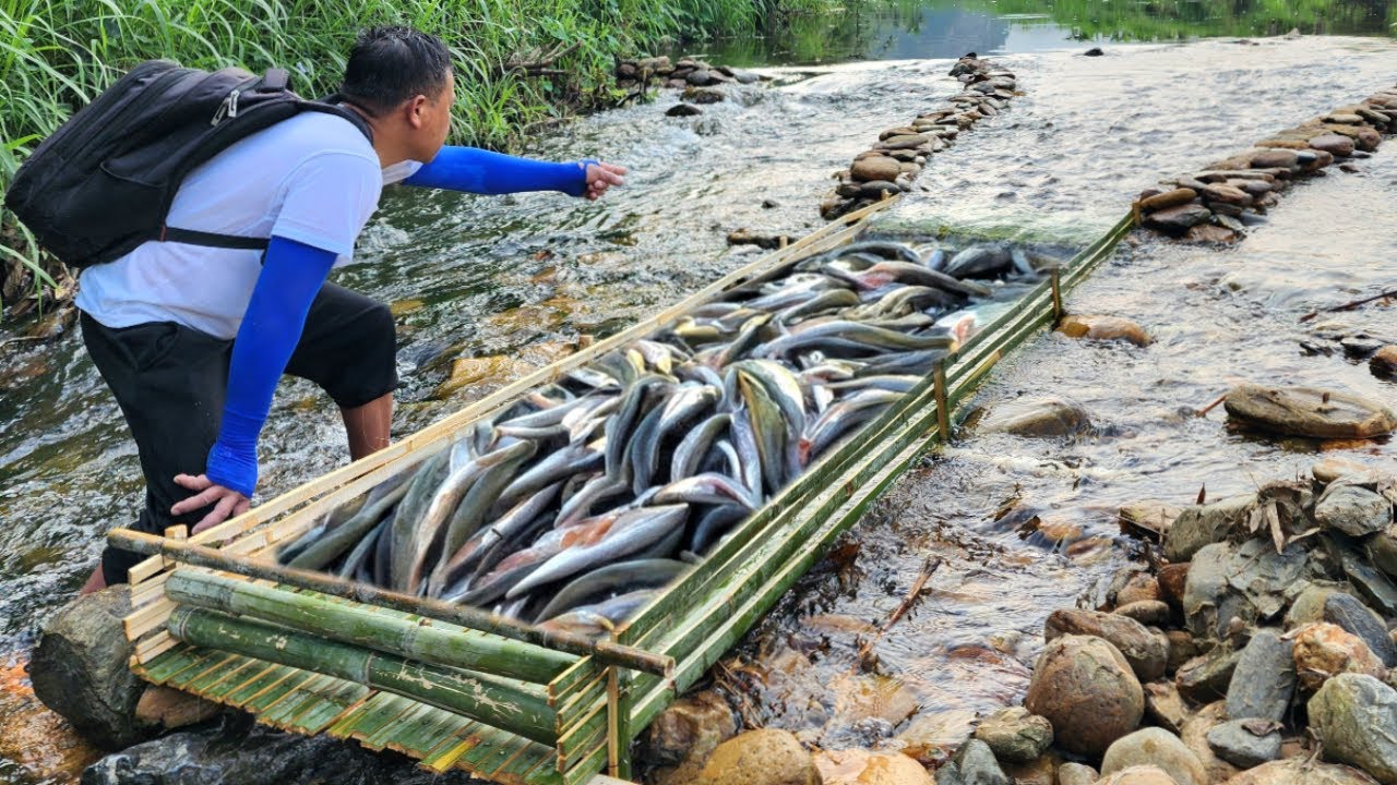 Full video of 45 days of making fish traps in a big stream and caught nearly 100kg of fish.