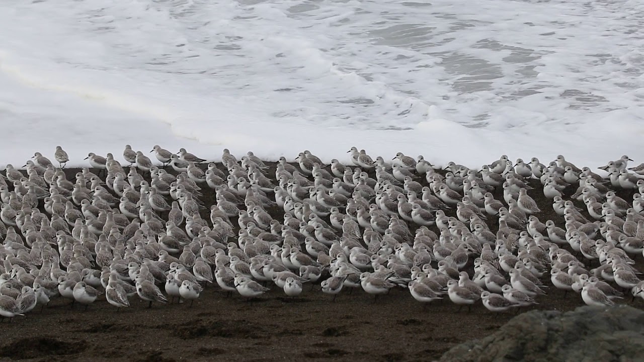 Birds running from waves