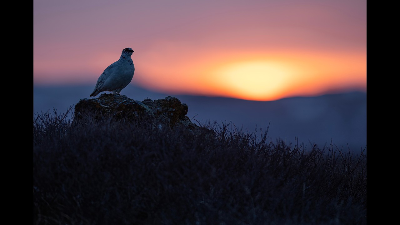 Iceland Bird photography Tour 2024