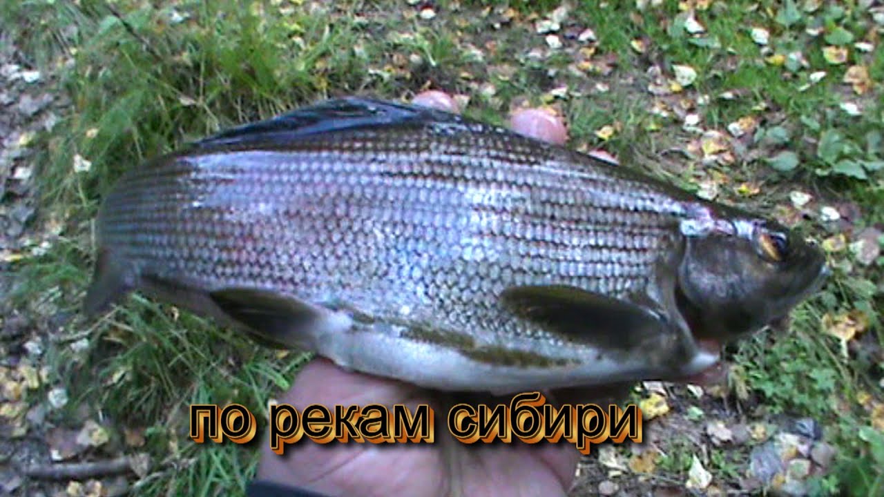 РЫБАЛКА УДАЛАСЬ. ОТДОХНУЛИ ПОРЫБАЧИЛИ ЕЛИ САГУДАЙ.
