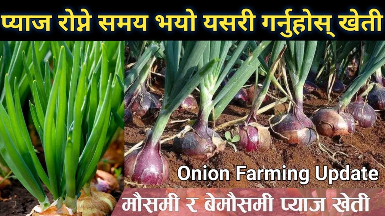 प्याज खेती सम्बन्धी सम्पूर्ण जानकारी || All Information about Onion Cultivation || Krishi Sandesh