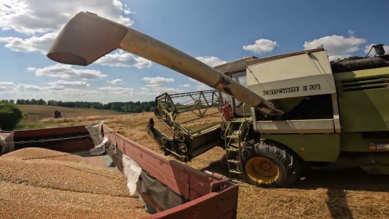 Žně 2024 s Fortschritt E 514, Harvest 2024 with Fortschritt E 514, Урожай 2024 года с E 514