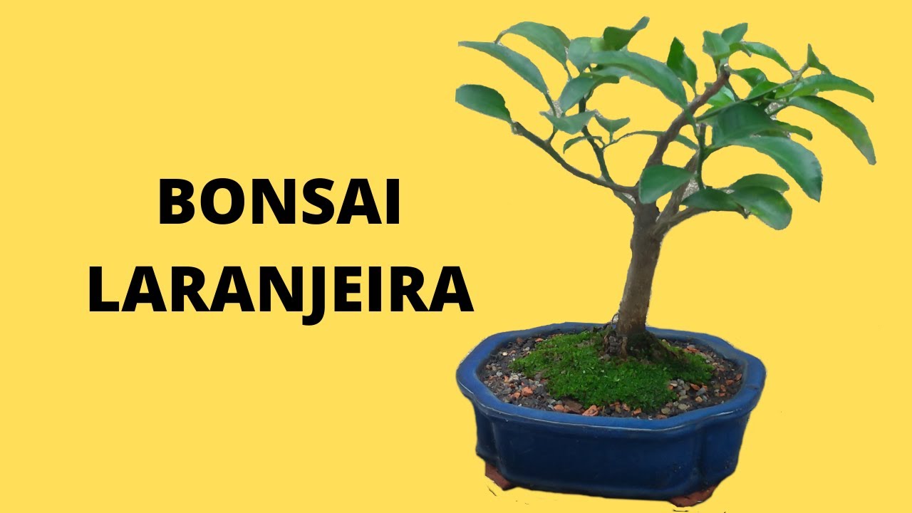 BONSAI LARANJEIRA PASSO A PASSO