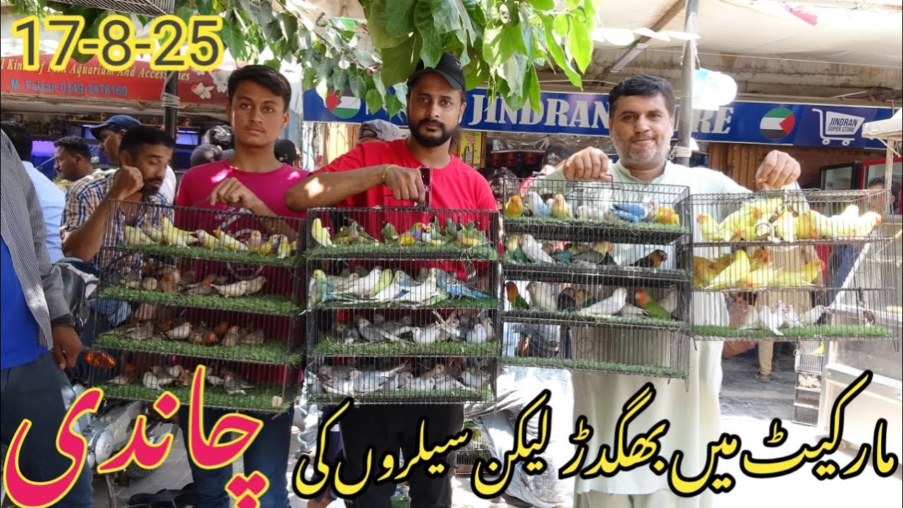 Birds Market Lalukhet Sunday Video Latest Update 17-8-25 |  Aaj Market Me Bechne Walon Ka  Faida Hua