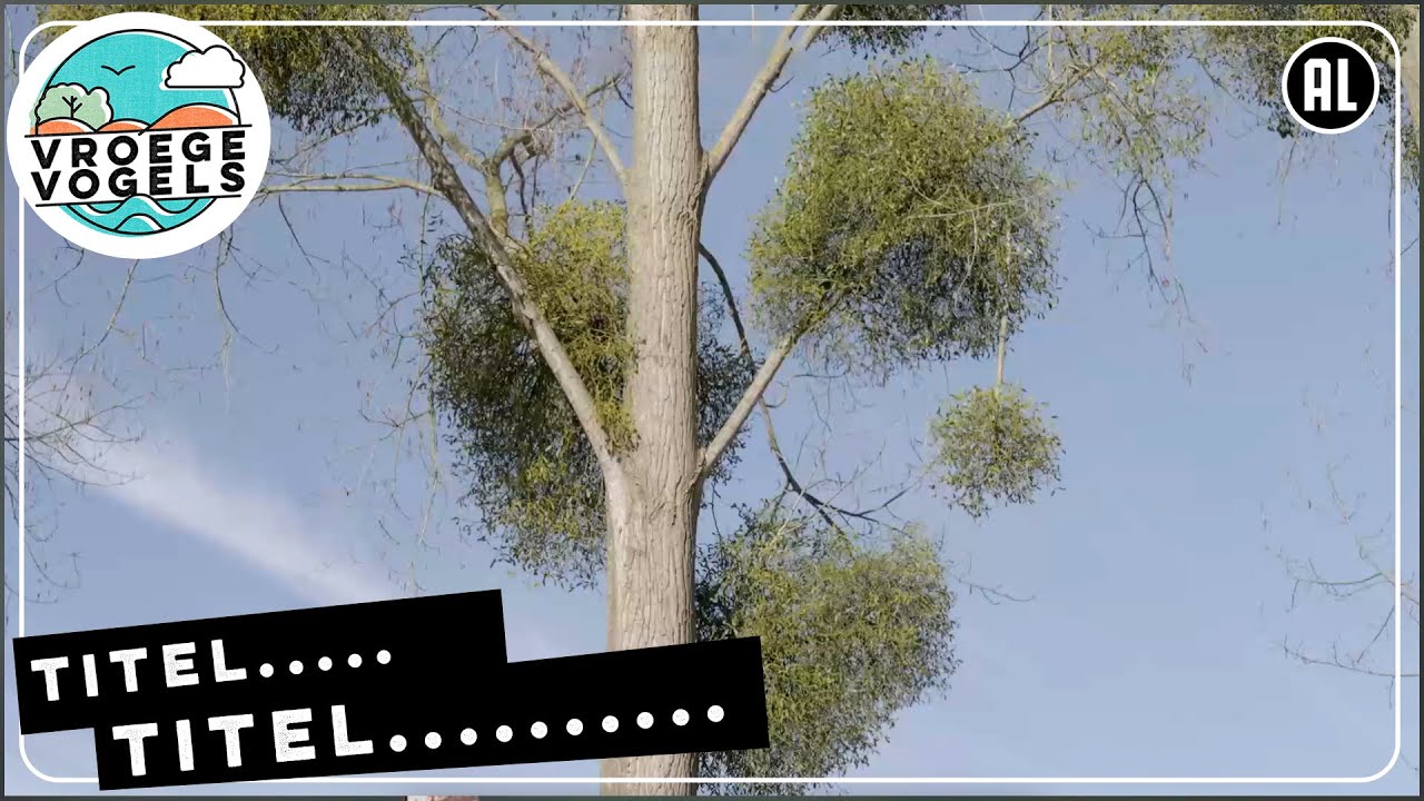 Wonderlijke maretakken van Zuid-Limburg | TV | Vroege Vogels