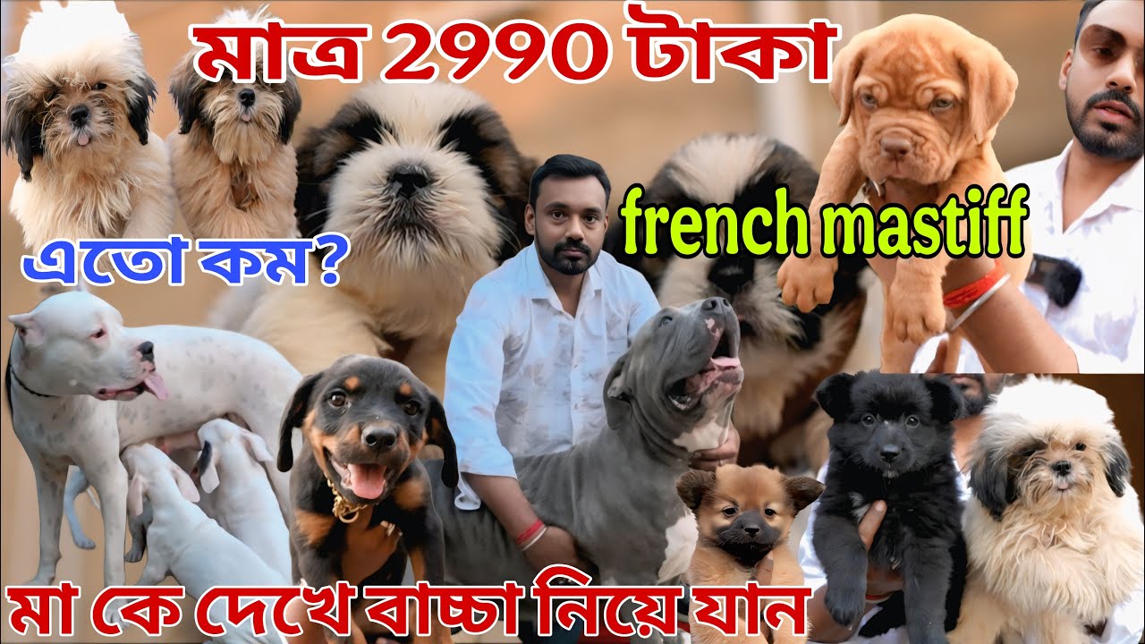 মাত্র 2990 টাকা তে শুরু কুকুর ছানা !Dog market in Kolkata !dogo argentino price in kolkata! kennel