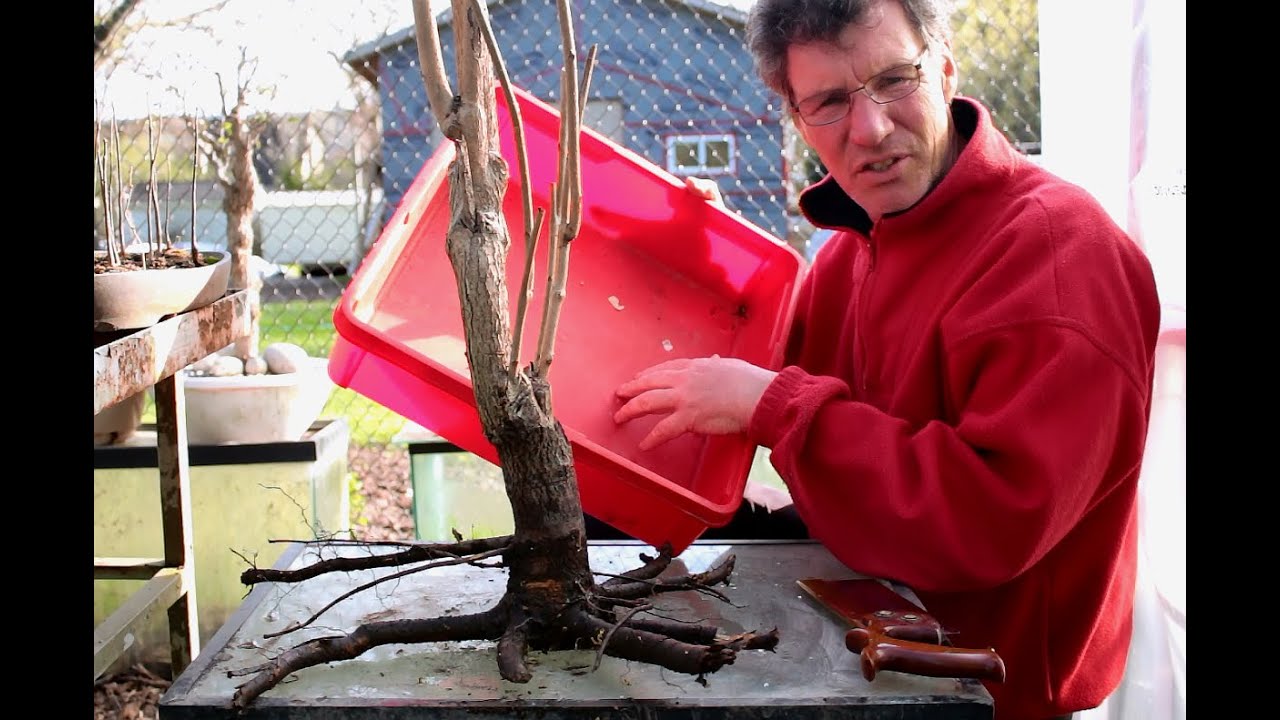 My second try at starting a Black Walnut Bonsai, May 2016