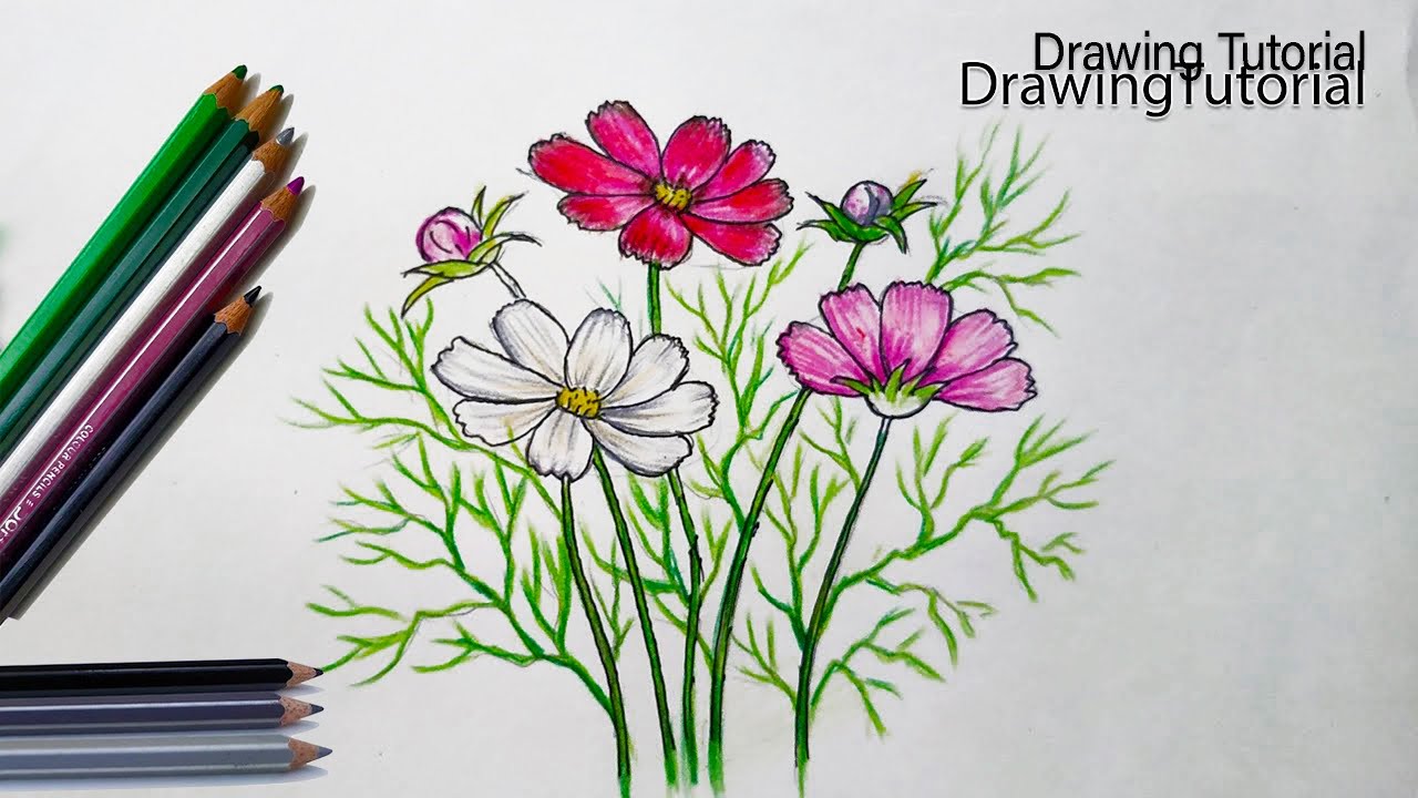 How to Draw Cosmos Flower Step by Step (Very Easy)