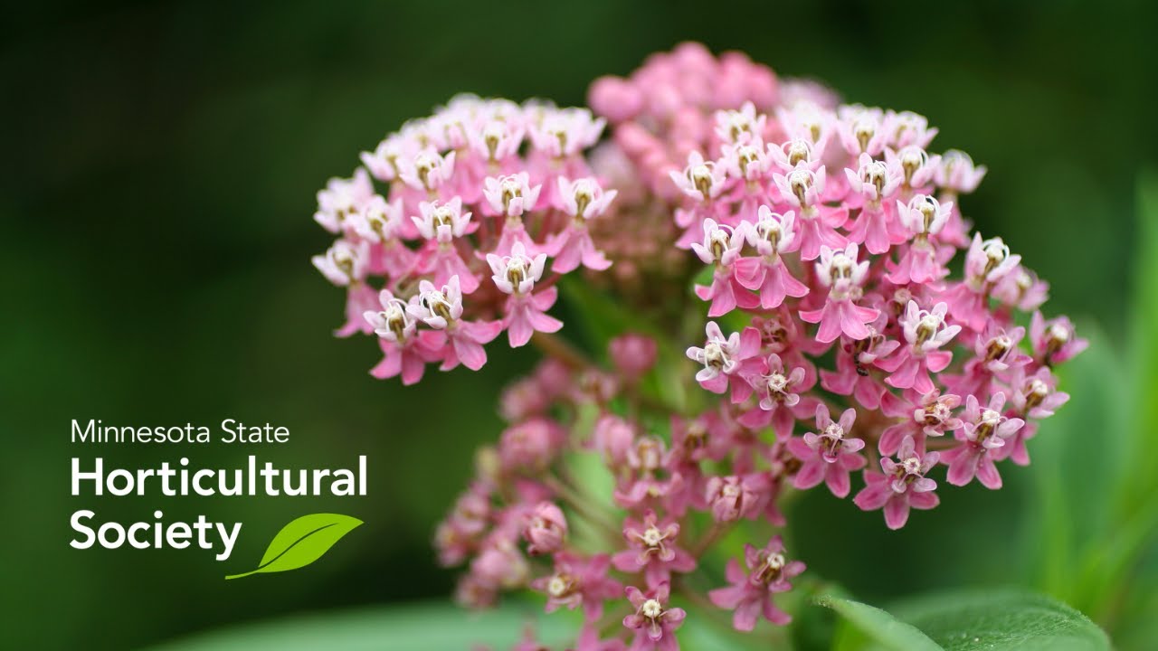 Native Plant Landscaping for Wetlands and Rain Gardens