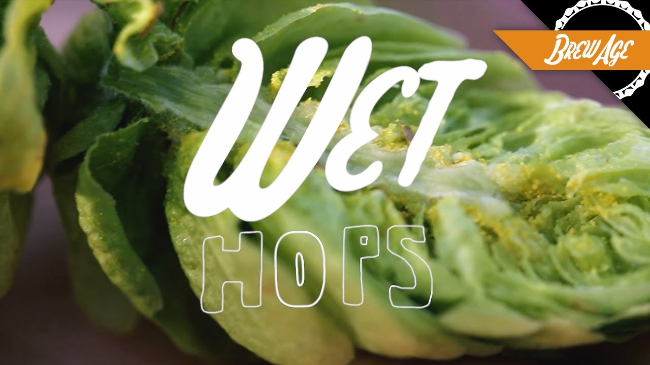 How Wet Hops Will Make Your Beer Amazing