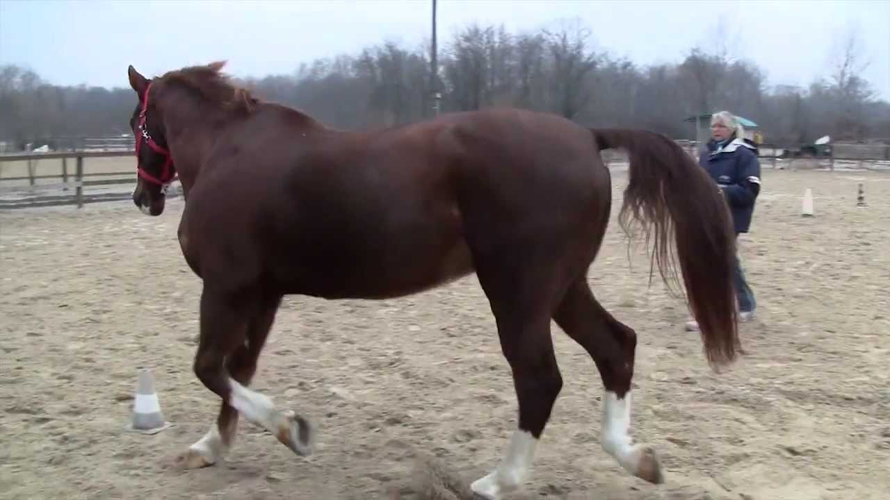 Cellule staminali del sangue - lesioni tendine flessore profondo