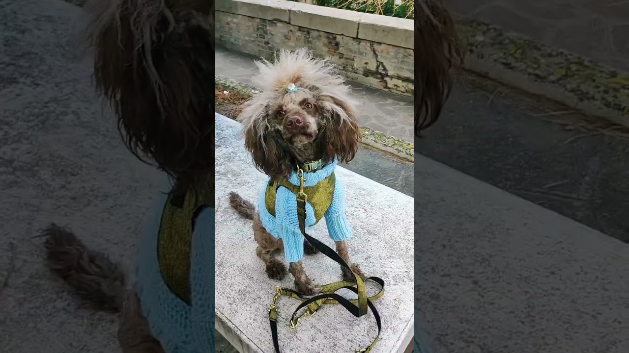 Hundemodel gefertigt aus außergewöhnlichen Couture Stoffen