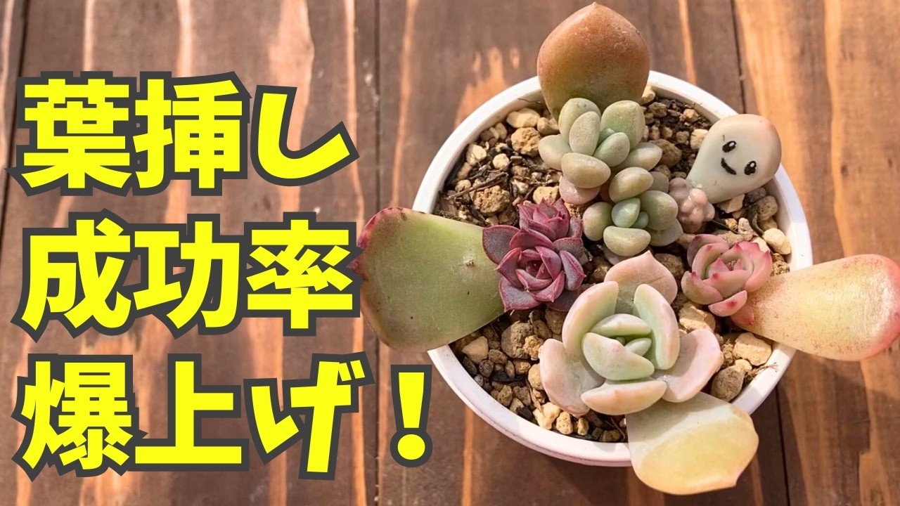 【葉挿しベストシーズン到来！】葉っぱが黒く腐ってしまう人必見！成功率を上げる方法で苦手意識からの卒業。葉挿し成功の秘訣が満載だよ。