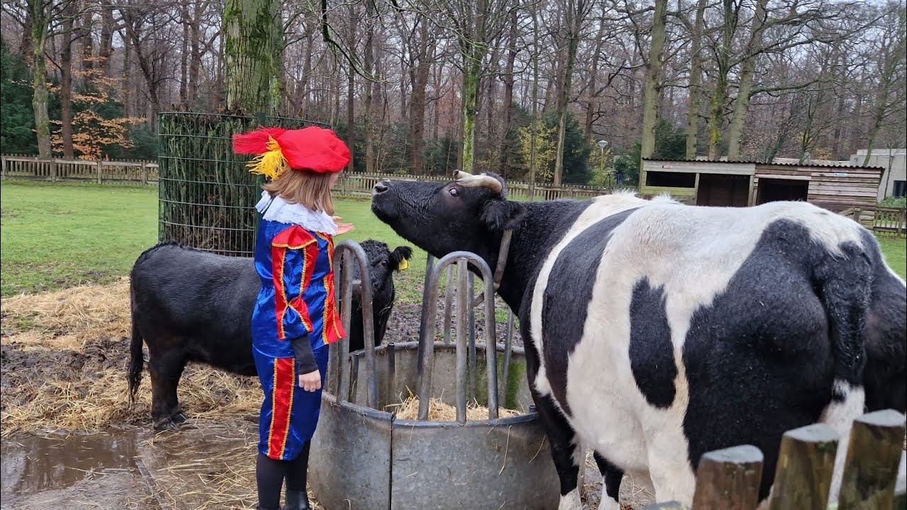 kalfjes worden gekoppeld aan de koeien en Sint en Piet komen langs