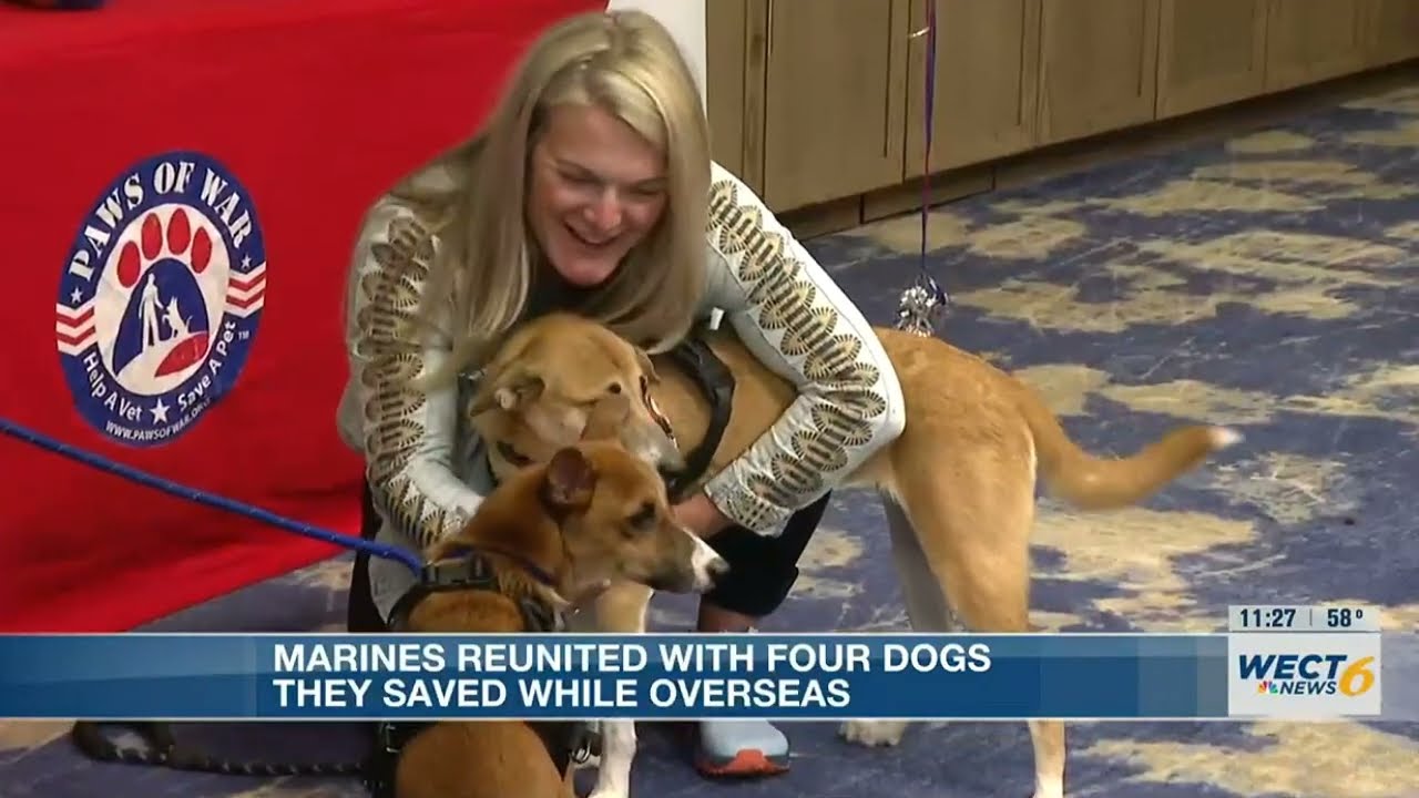 Paws of War: Dogs reunited with Marines who saved them overseas - WECT News 6
