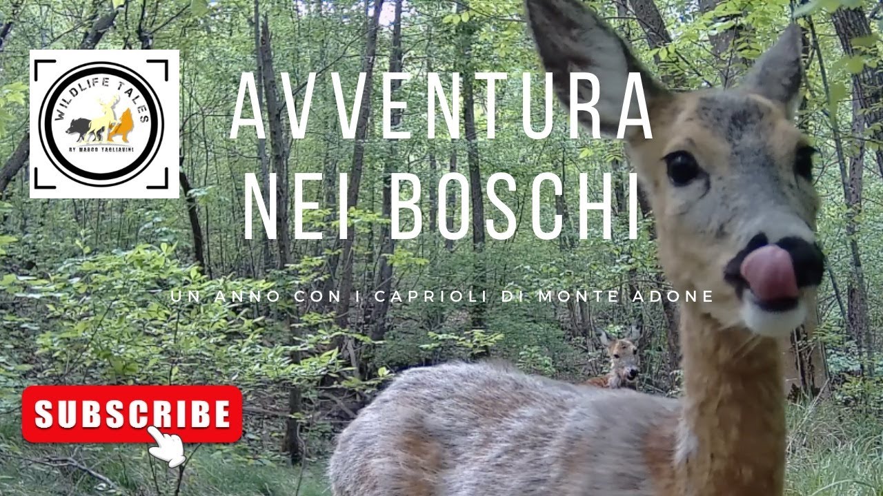 Un anno con i caprioli di Monte Adone (sub. Eng)(feat H. Zimmer's Da Vinci Code)@CentroTutelaFauna