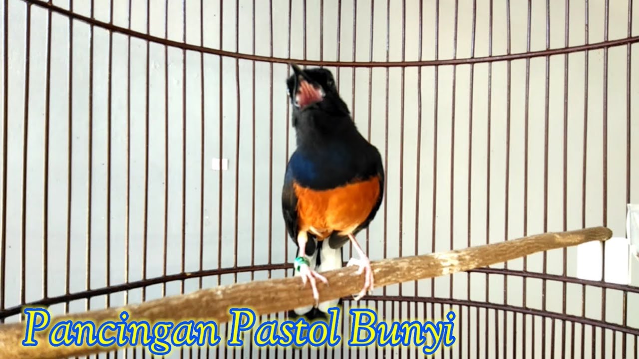 Pancingan Murai Pastol