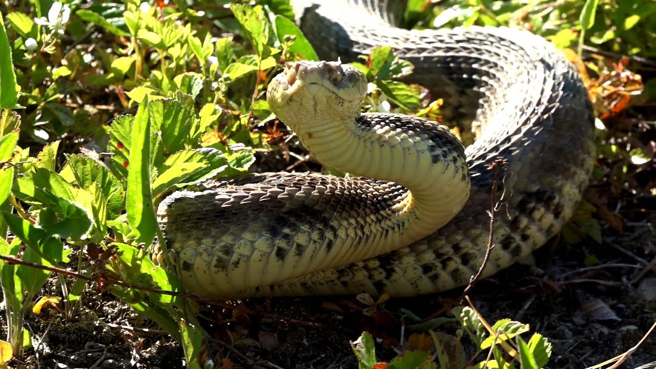 RATTLESNAKE HUNTING Venango County Pennsylvania + Box Turtles!  Venomous Snake Season Pa - USA 2021